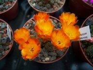 Sulcorebutia verticillacantha v. aureiflora