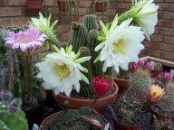 Trichocereus spec.