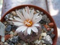 Turbinicarpus jauernigii
