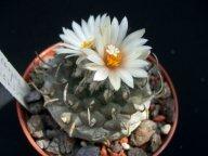 Turbinicarpus klinkerianus