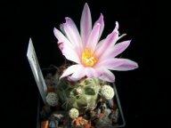 Turbinicarpus pseudomacrochele