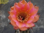 RAB 09025