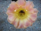 RAB 09035