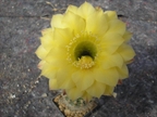 RAB 09067