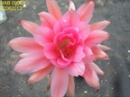 RAB 09081