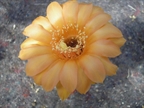 RAB 09082