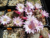 Rebutia espinosae