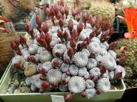 Rebutia heliosa
