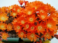Rebutia heliosa