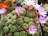 Rebutia perplexa