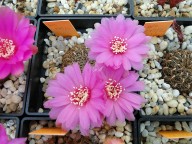 Sulcorebutia atrospinosa