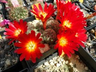 Sulcorebutia azurduyensis