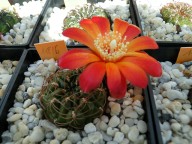 Sulcorebutia azurduyensis v. sormae