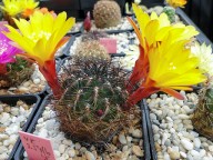 Sulcorebutia cantargalloensis