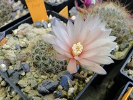 Sulcorebutia crispata