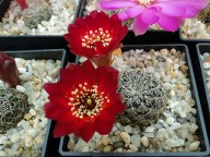 Sulcorebutia gemmae