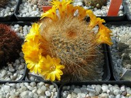 Sulcorebutia glomeriseta