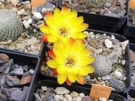 Sulcorebutia heliosoides