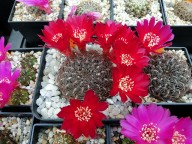 Sulcorebutia lamprochlora