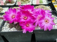 Sulcorebutia rauschii