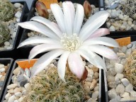Sulcorebutia roberto-vasquezii
