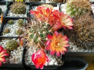 Sulcorebutia steinbachii