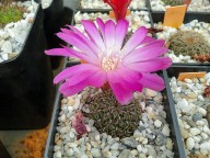 Sulcorebutia steinbachii v. mizquensis