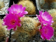 Sulcorebutia tarabuccoensis v. patriciae