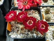 Sulcorebutia tarijensis v. carichimayuensis