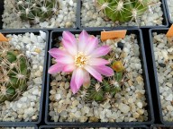 Sulcorebutia torotorensis