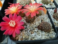 Sulcorebutia verticillacantha v. cuprea